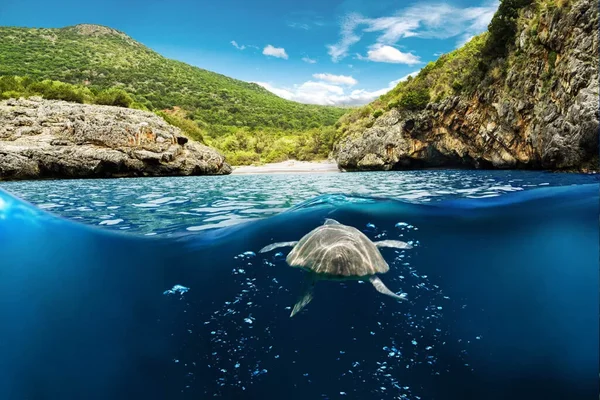 Immagine di copertina per: Parco del Cilento: Record Storico per le Tartarughe Caretta Caretta - 103 Nidi Censiti in Una Sola Stagione