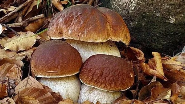 Immagine di Sagra del Fungo Porcino Piaggine Cilento 2025: Evento, Menu Tipico e Info Pratiche dal 18 al 20 Agosto