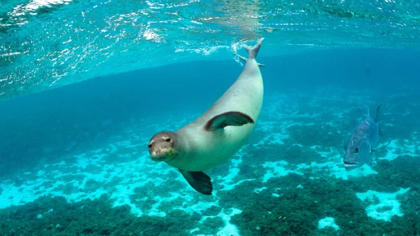 Immagine di copertina per: Torna la foca monaca nel Cilento: un avvistamento storico che racconta la rinascita del nostro mare