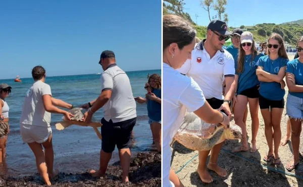 Immagine di copertina per: Caretta Caretta Agropoli: rilascio a Trentova di sette tartarughe