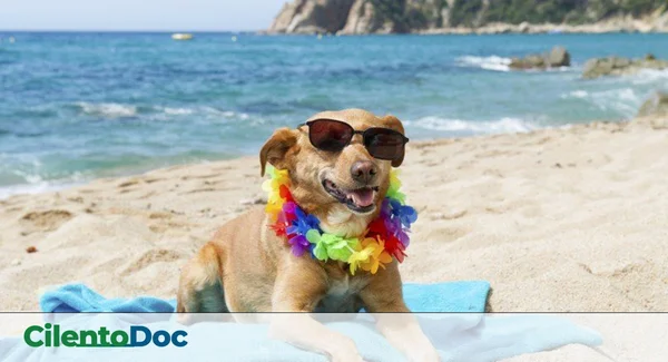 Immagine di copertina per: Dog Beach Cilento 2025: Le 8 Spiagge Migliori Dove Portare il Cane (Guida Completa con Regolamenti)